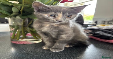 Domestic Shorthair cats - Advert 1