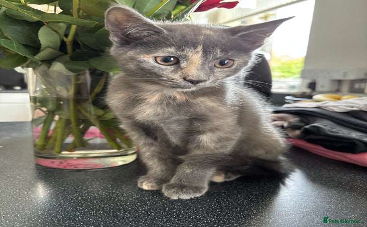 Domestic Shorthair cats - Advert 3