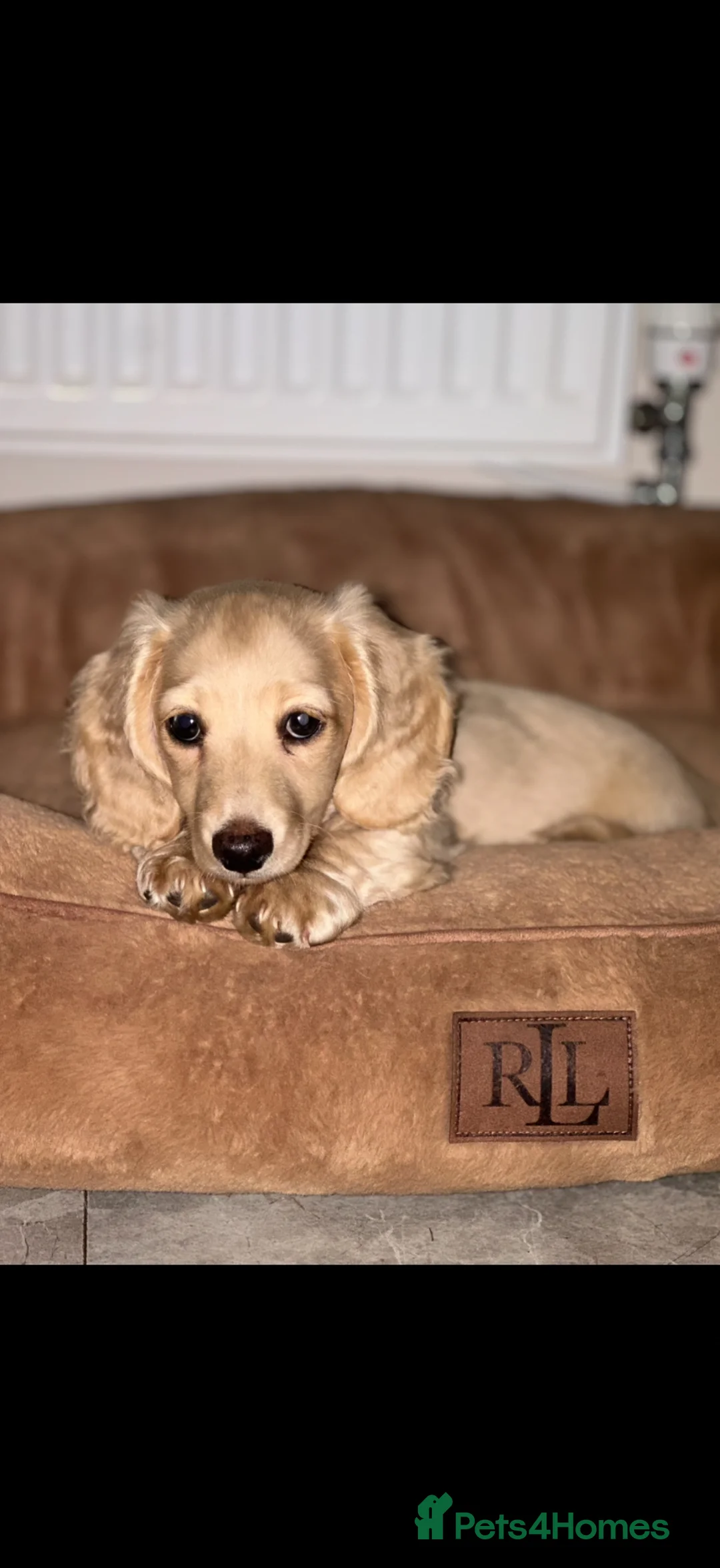 Miniature Dachshund dogs for stud: Cream true miniature stud in Winscombe - Advert 4