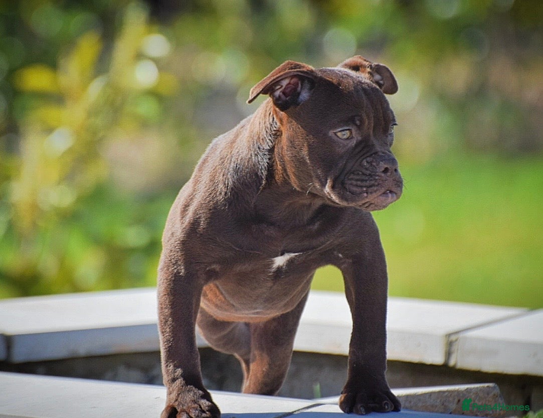 Olde English Bulldogge dogs 23 years Professionals 5⭐️Rated Licensed.  - Advert 1