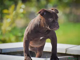 Olde English Bulldogge dogs 23 years Professionals 5⭐️Rated Licensed. - Advert 1