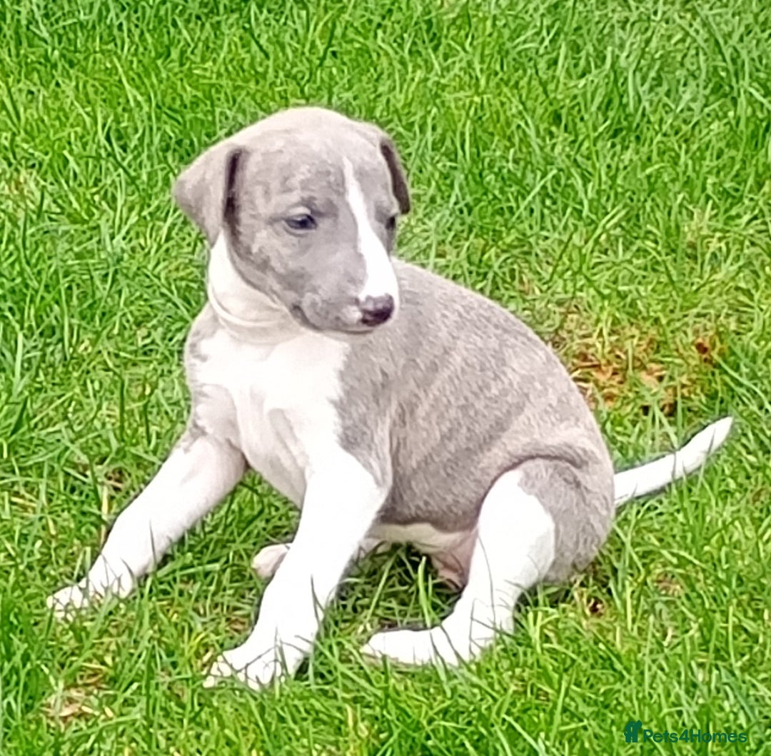 Whippet dogs for sale: Quality KC reg Whippet Puppies - Image 26
