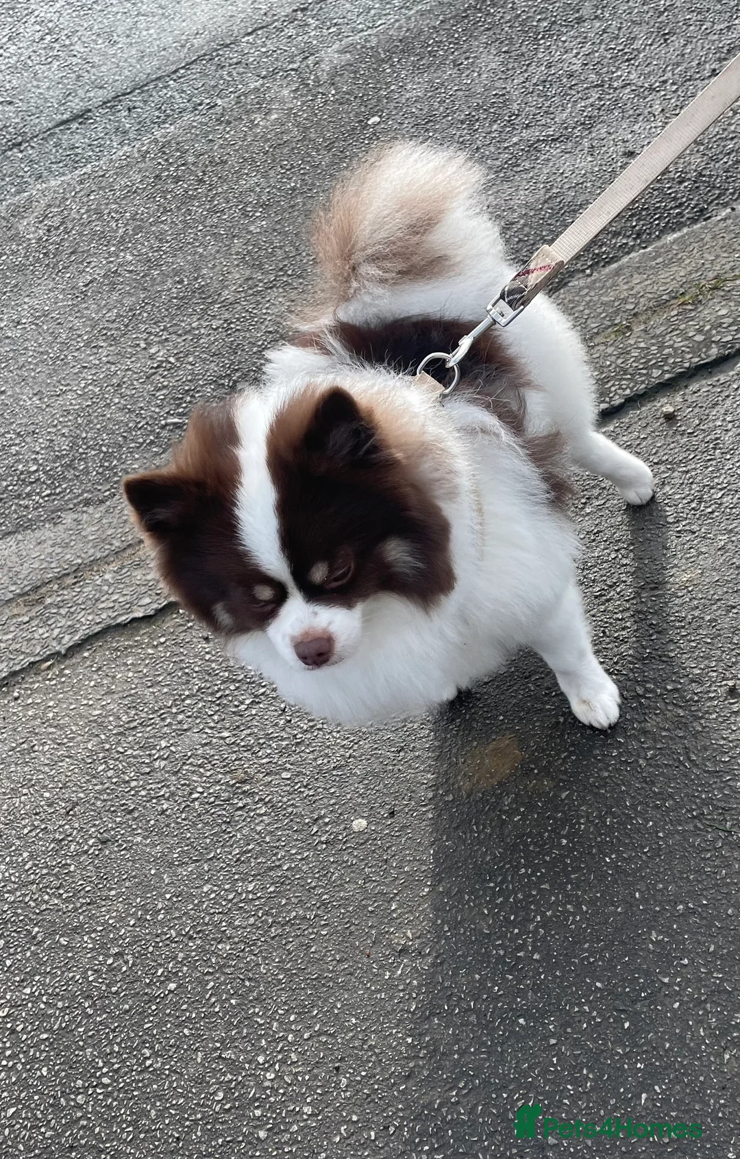 Pomeranian dogs for stud: Beautiful Pomeranian for stud  in Bradford - Advert 8