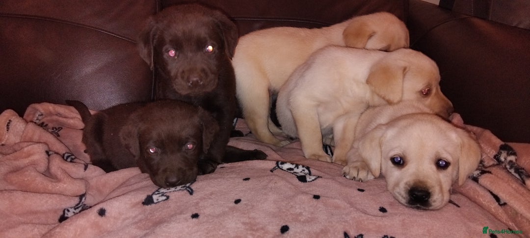 Labrador Retriever dogs for sale: Lovely Labrador puppies  - Advert 6