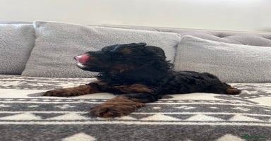 Cavapoo dogs - Advert 4