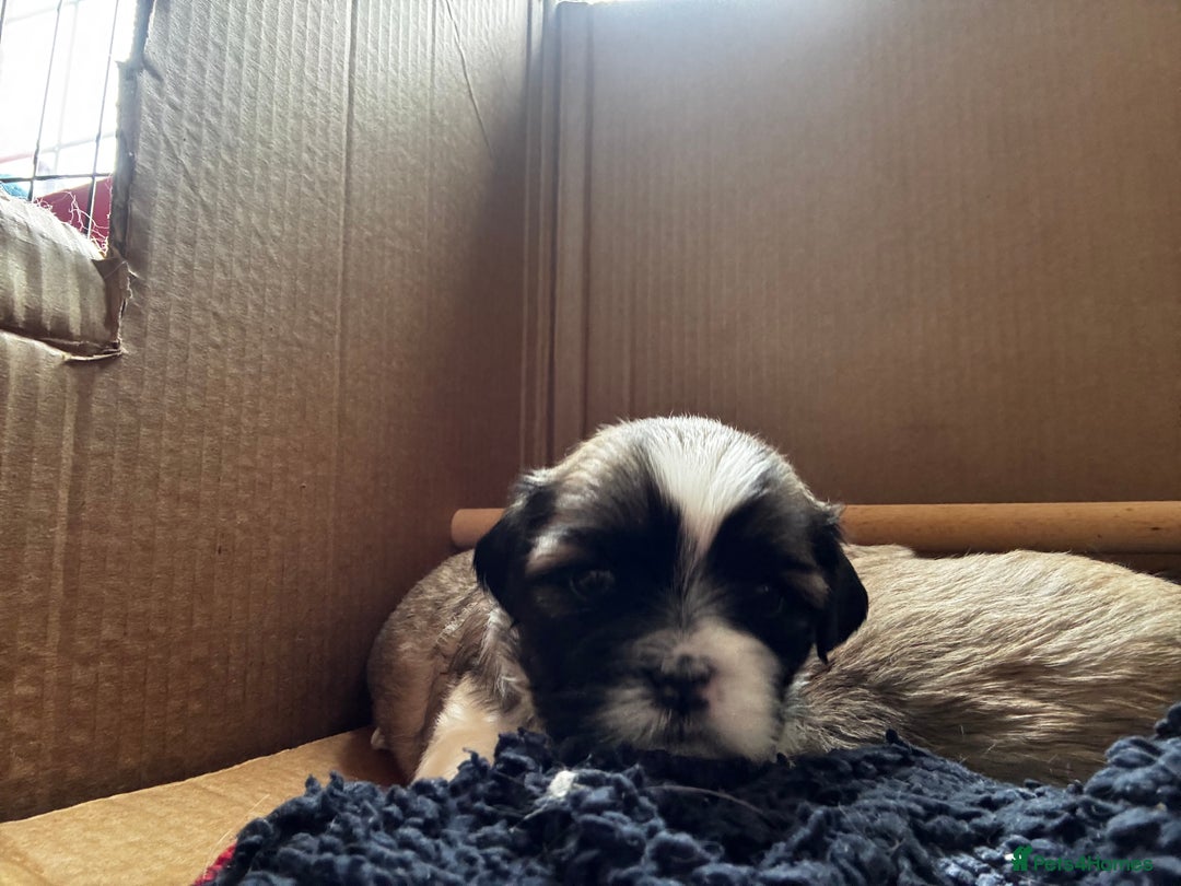 Lhasa Apso dogs for sale: 6 beautiful Lhasa Apso puppies - Image 2