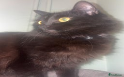 Mixed Breed cats for sale: Cat for rehoming - Advert 1