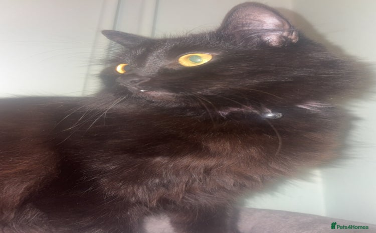 Mixed Breed cats Cat for rehoming - Advert 2