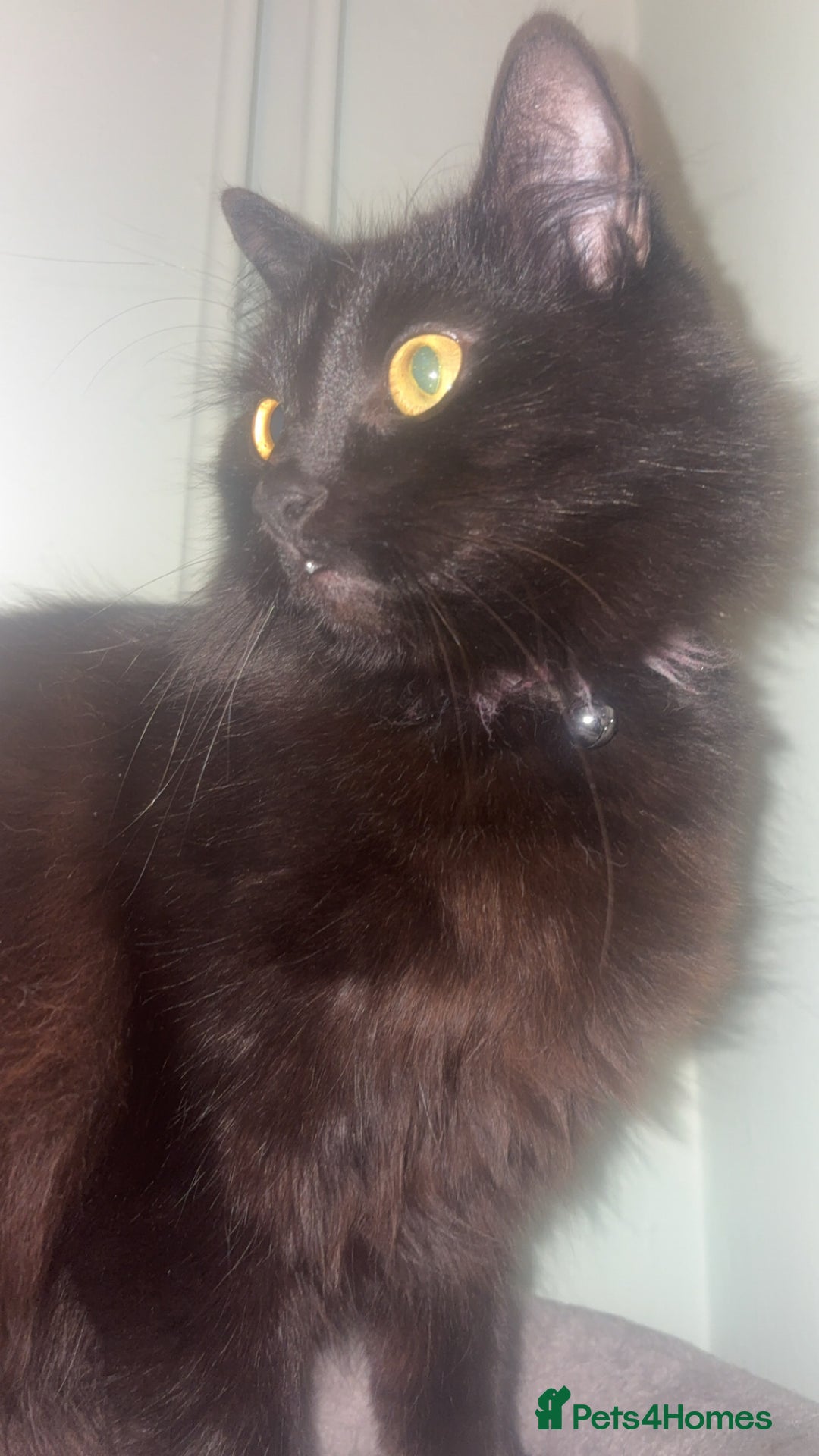 Mixed Breed cats for sale: Cat for rehoming - Advert 1