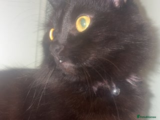 Mixed Breed cats Cat for rehoming - Advert 9