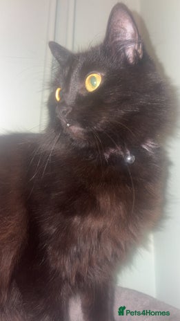 Mixed Breed cats Cat for rehoming - Advert 2