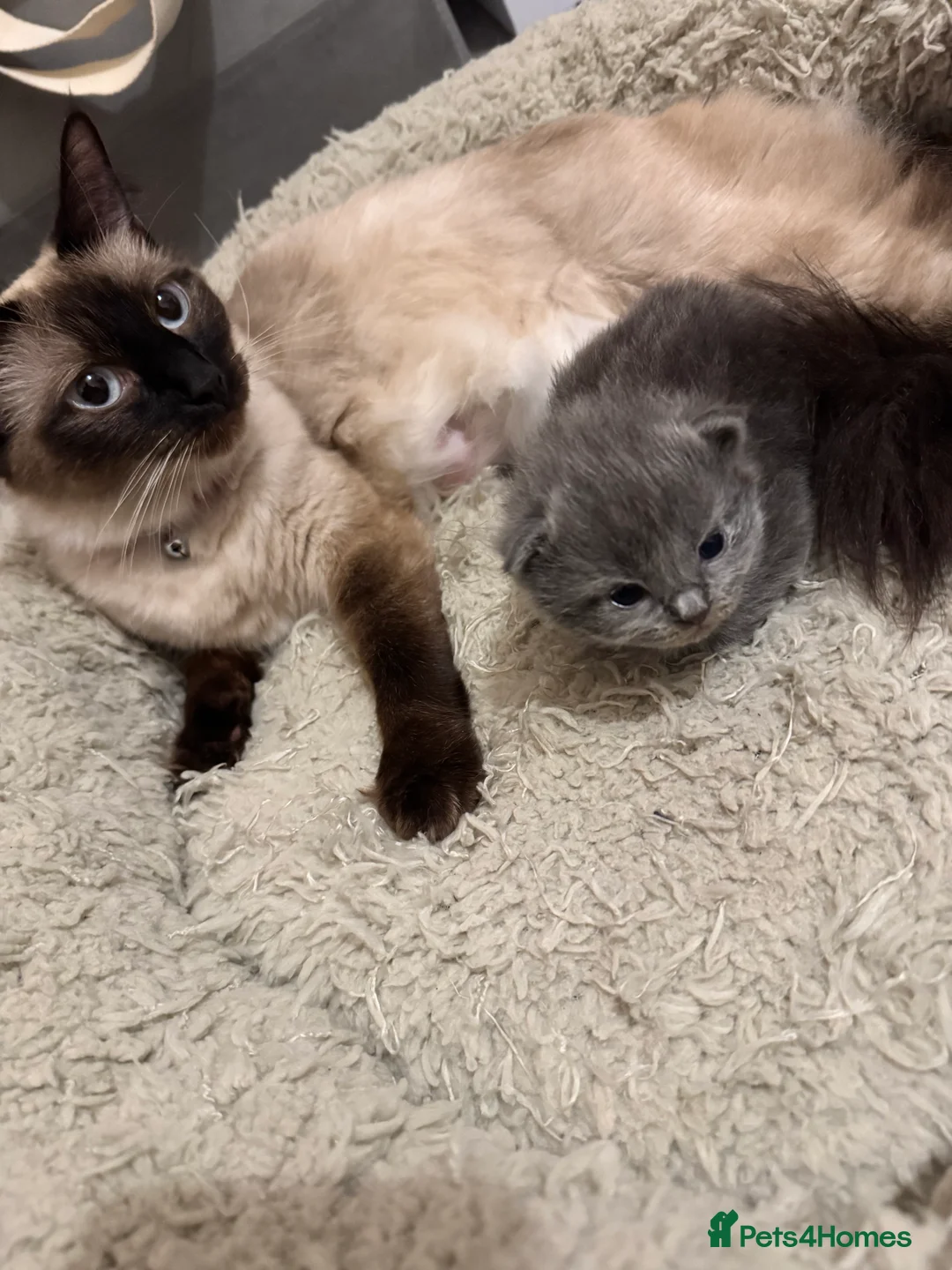 British Shorthair cats for sale: A beautiful kitten from a Ragdoll mother  - Advert 3