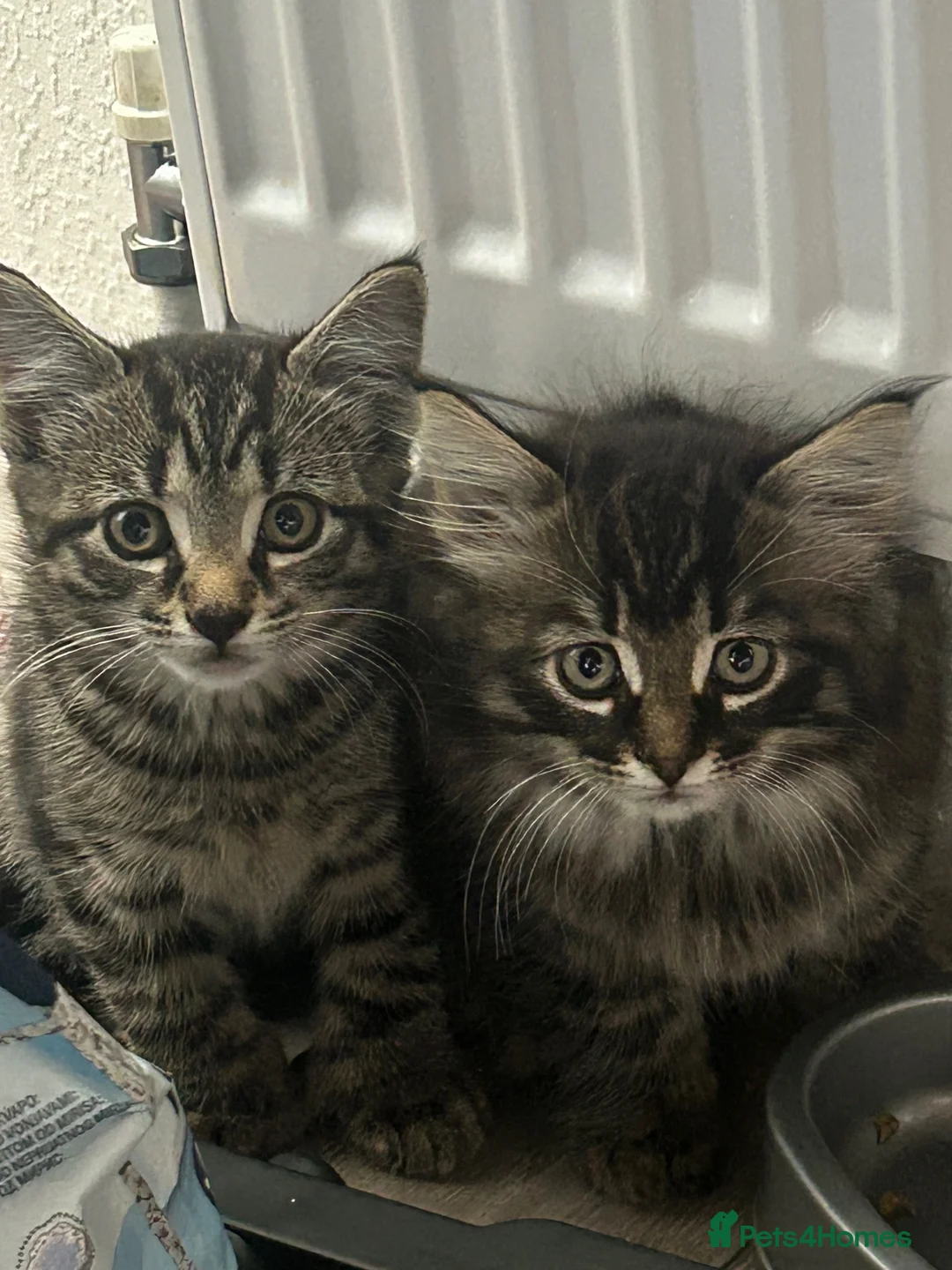 Mixed Breed cats for sale: 2 Beautiful Dark Tabby Mixed Kittens in Basildon - Advert 1