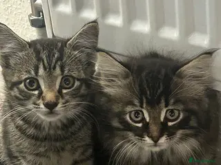 Mixed Breed cats 2 Beautiful Dark Tabby Mixed Kittens - Advert 3