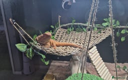 Bearded Dragon reptiles for sale: 4 Year Old Female Bearded Dragon and full setup - Image 3