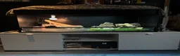 Bearded Dragon reptiles for sale: Ziggy 5yr old male bearded dragon in Baldock - Advert 2