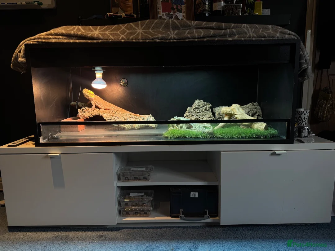 Bearded Dragon reptiles for sale: Ziggy 5yr old male bearded dragon in Baldock - Advert 2
