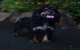 Cocker Spaniel dogs for stud: Frankie & Benny ready for stud in Blackburn - Image 10