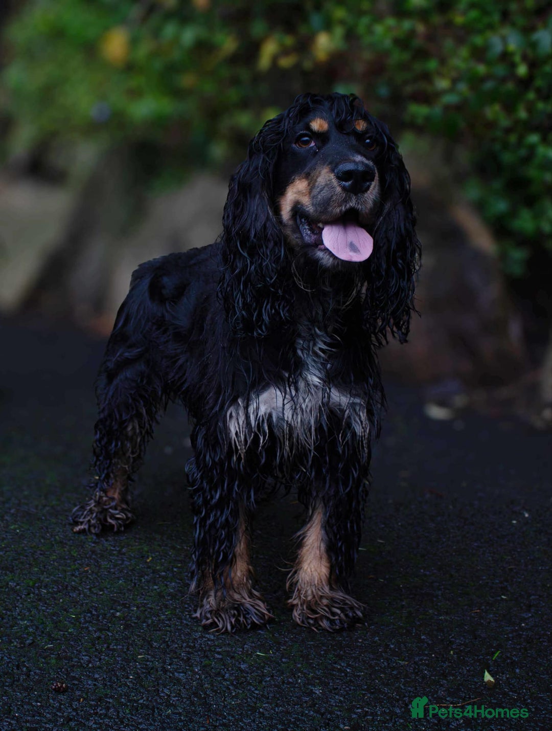 Cocker Spaniel dogs for stud: Frankie & Benny ready for stud in Blackburn - Image 10