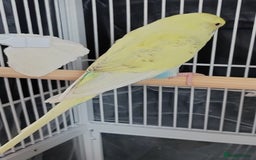Budgerigars birds for sale: Beautiful Baby Budgies  - Image 5