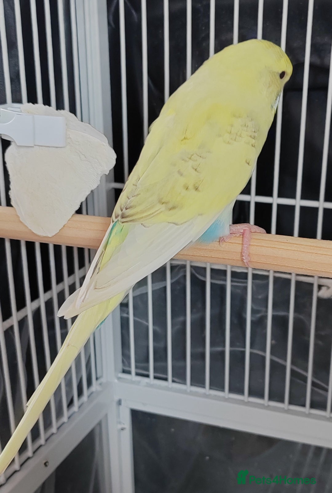 Budgerigars birds for sale: Beautiful Baby Budgies  - Image 5