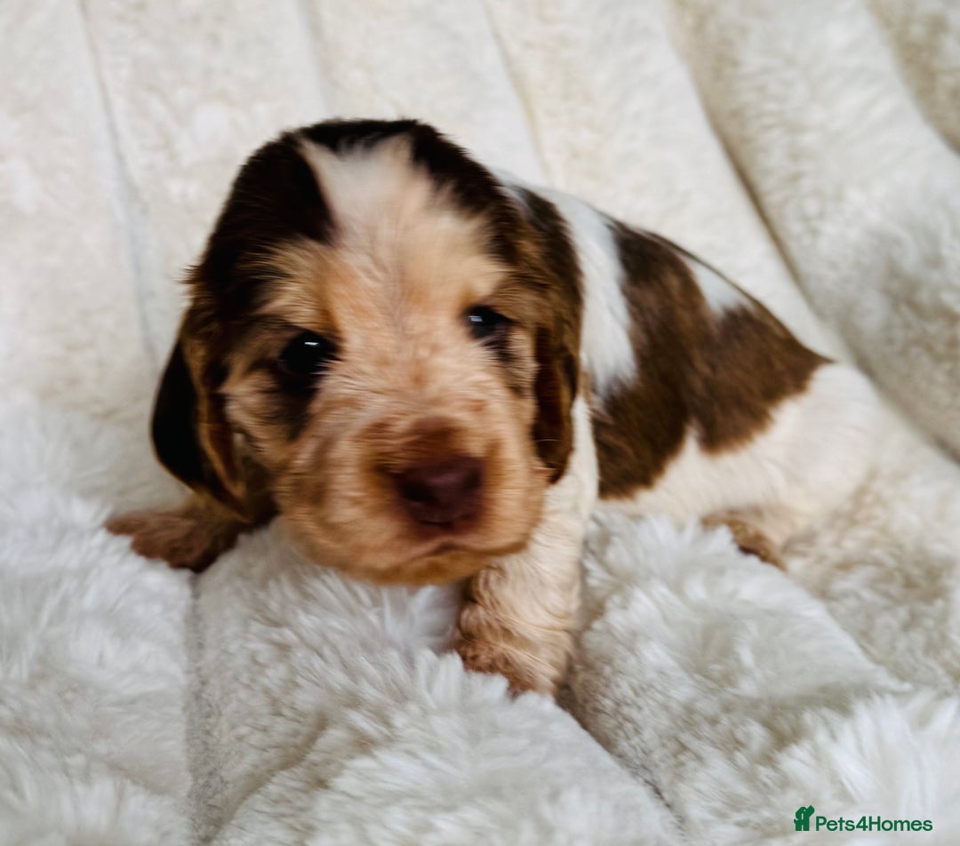 Cocker Spaniel dogs for sale: Quality Show Type Cocker Spaniel Puppies - Image 4