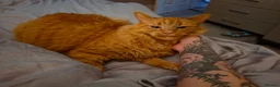 Mixed Breed cats for sale: Beautifull girl needs a new no pet household - Advert 2