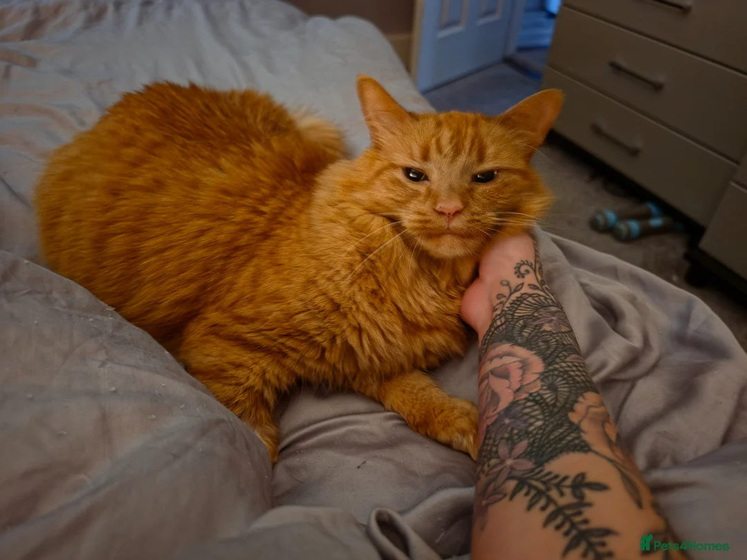 Mixed Breed cats for sale: Beautifull girl needs a new no pet household - Advert 2