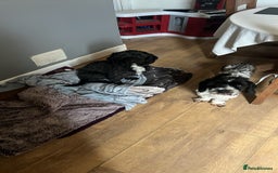 Mixed Breed dogs for sale: Dogs for rehoming  - Image 4