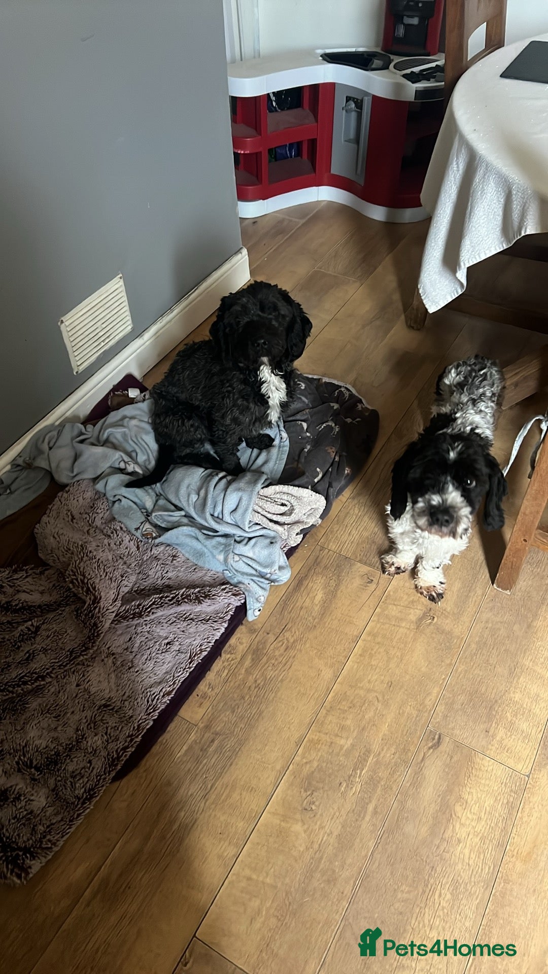 Mixed Breed dogs for sale: Dogs for rehoming  - Image 4
