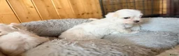 Maltese dogs for sale: 🐶 5 Beautiful Maltese🤍 in Coventry - Advert 6