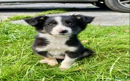 Border Collie dogs for sale: Beautiful Collie Puppies  - Image 6