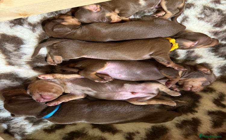 Miniature Dachshund dogs - Advert 2