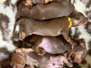 Miniature Dachshund dogs - Advert 2