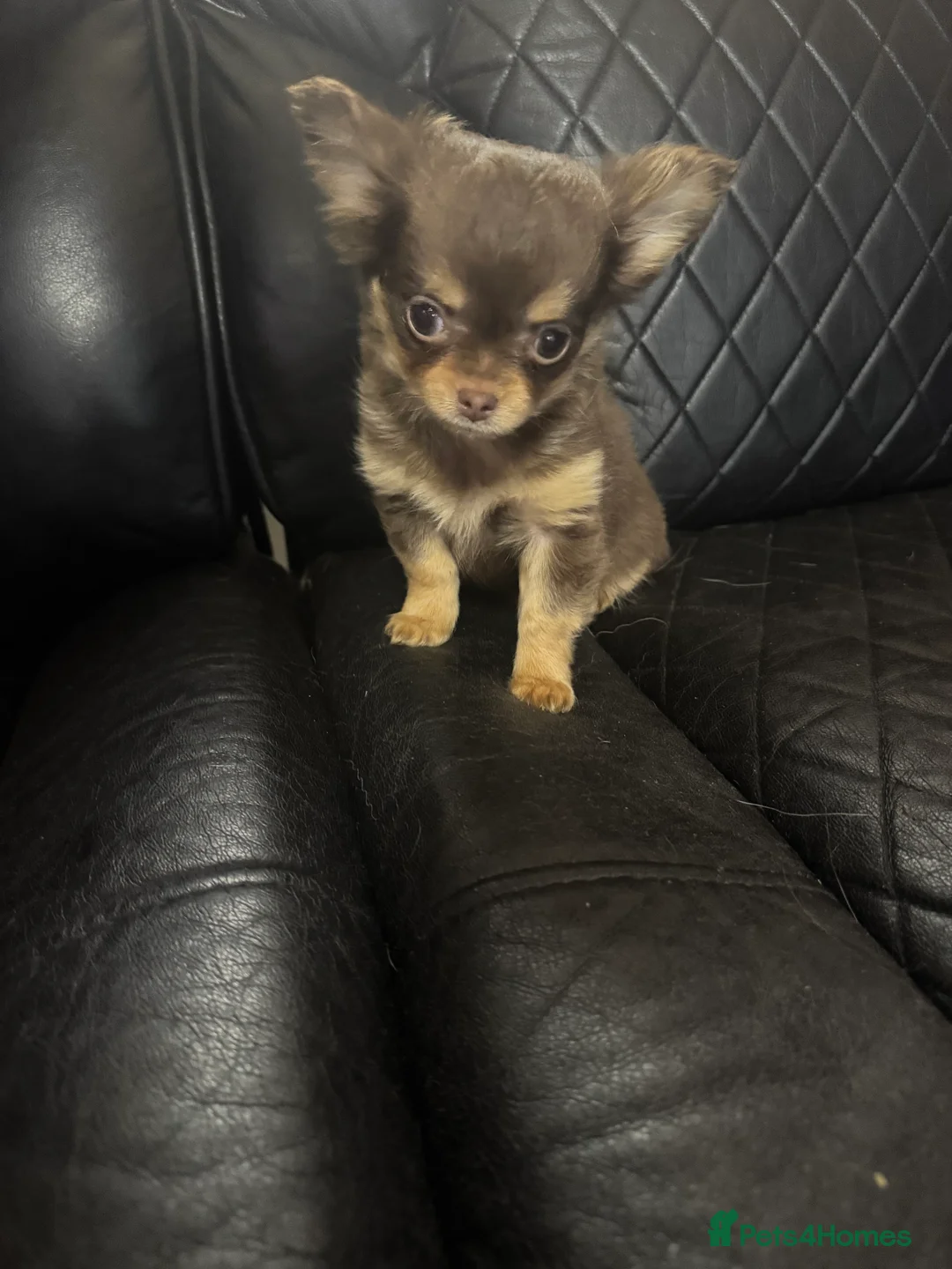 Chihuahua dogs for sale: Long haired chihuahua - Advert 1