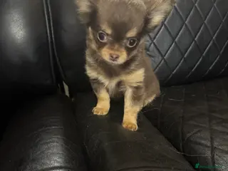 Chihuahua dogs Long haired chihuahua - Advert 13