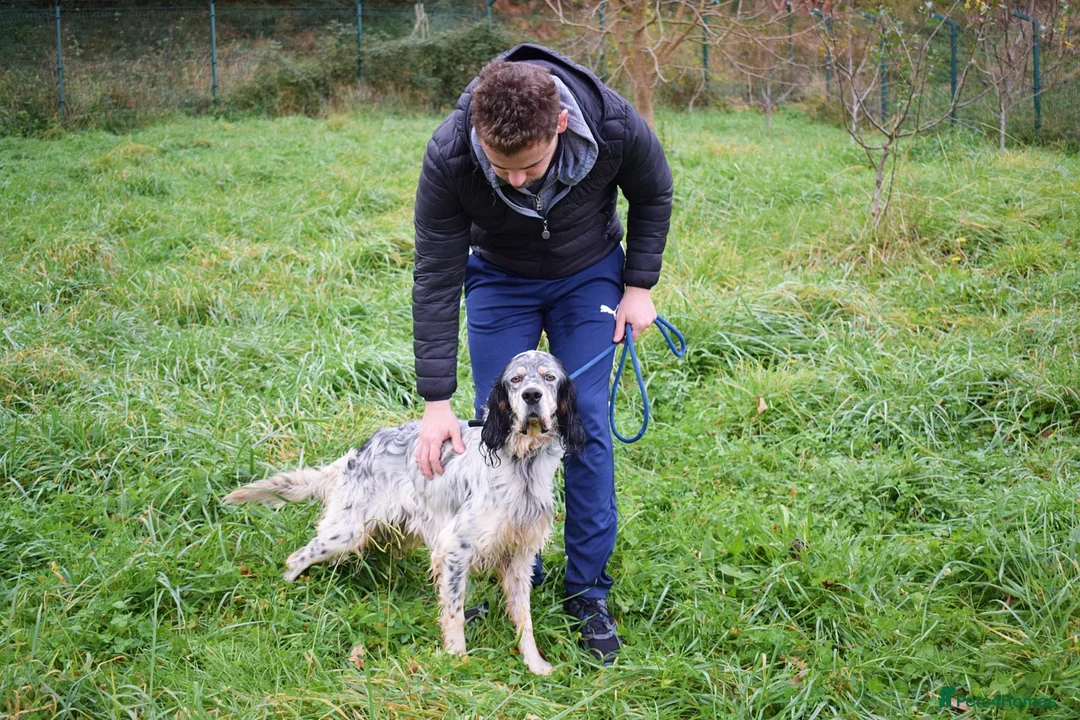 English Setter dogs for adoption: Balto - Advert 2