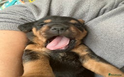 Lakeland Terrier dogs for sale: Beautiful Lakeland Terriers - Image 3