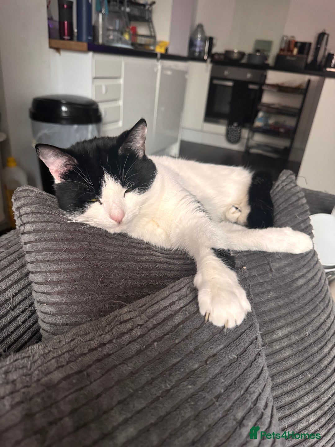 American Shorthair cats for sale: sister and brother - Advert 2