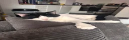 American Shorthair cats for sale: sister and brother - Advert 5