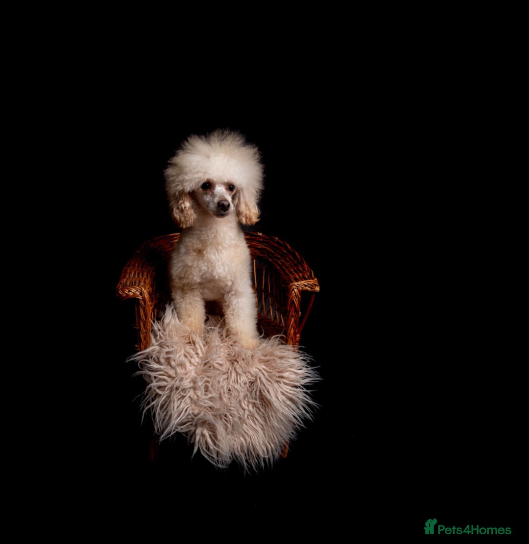 Toy Poodle dogs for stud: KC REG  HEALTH TESTED POODLE STUD  in Hoddesdon - Advert 3