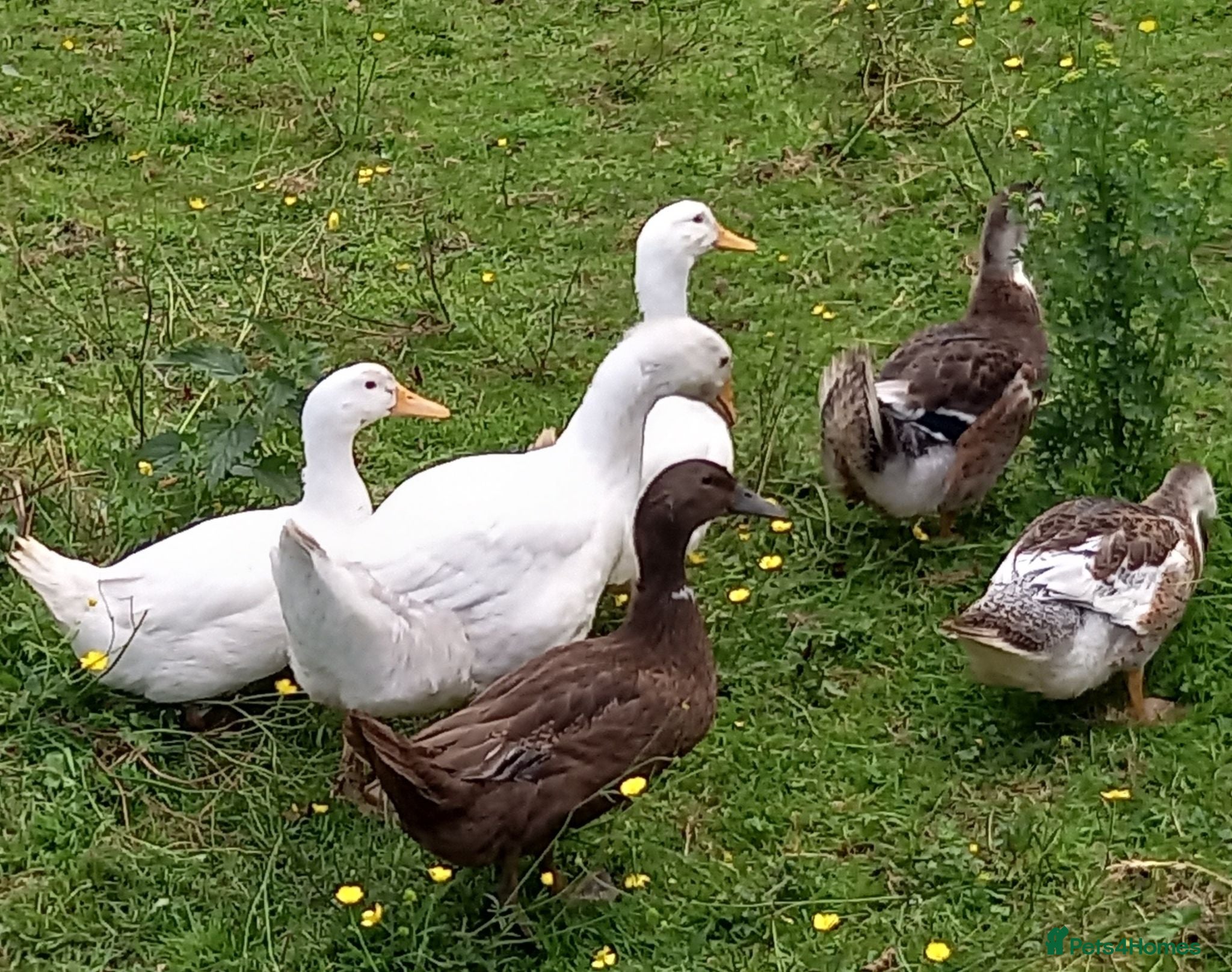 Ducks poultry Young Ducks for Sale - Advert 2