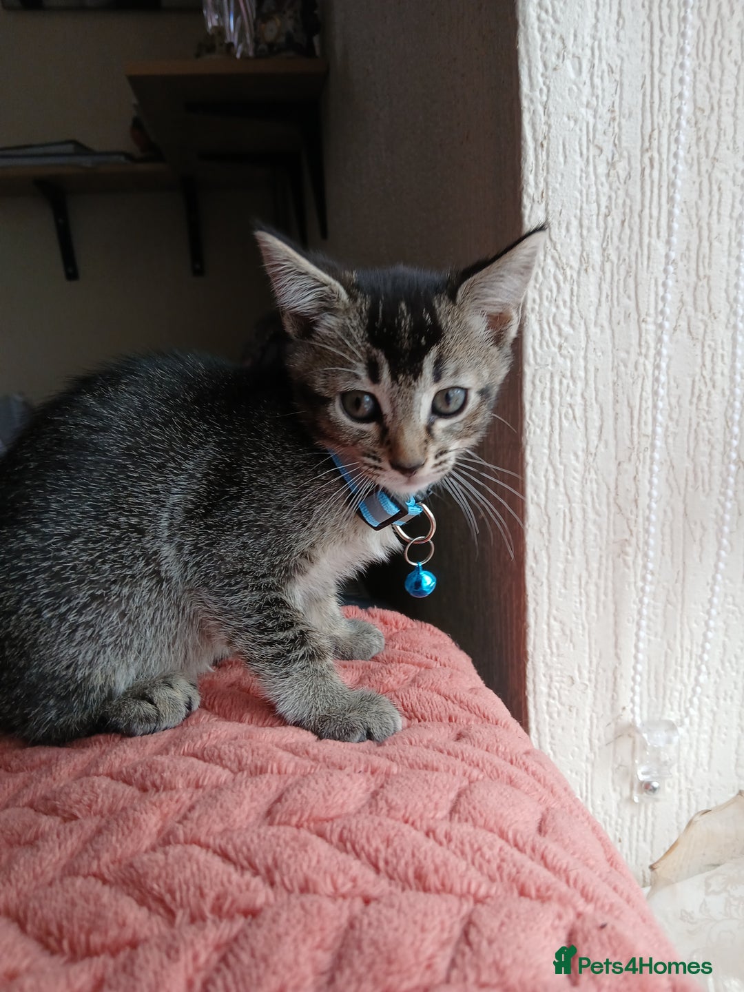 Oriental cats for sale: 2girls 1 boy - Advert 19