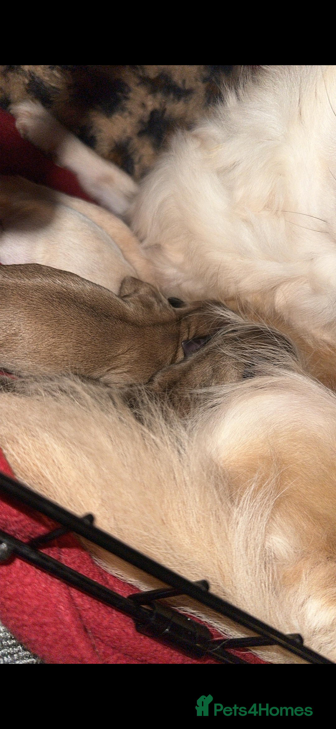 Chihuahua dogs for sale: 3 beautiful chihuahua puppy’s - Advert 8