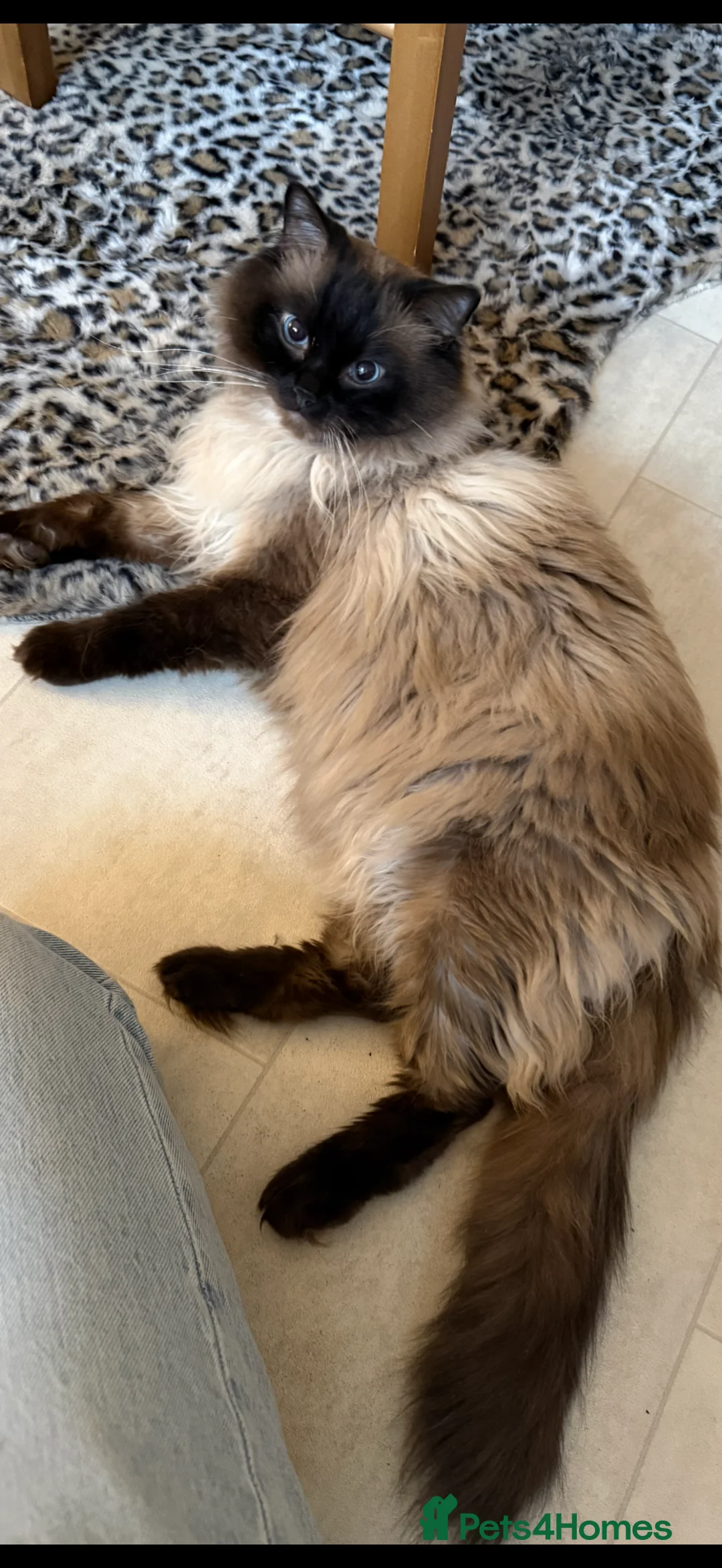 Ragdoll cats for sale: Beautiful Seal Point female Ragdoll kitten - Advert 8