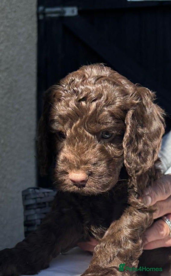 Cockapoo dogs 🩷💙 Adorable cockapoo pups🐶  - Advert 2