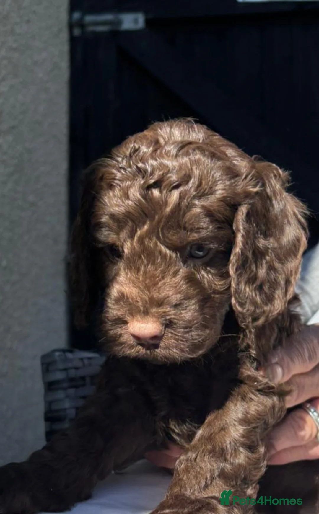 Cockapoo dogs for sale: 🩷💙 Adorable cockapoo pups🐶  - Advert 2
