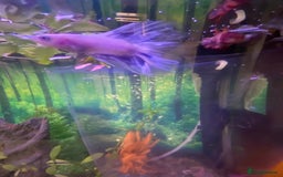 Bettas fish for sale: Stunning male betta blue/white colour  - Image 5