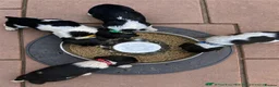 English Springer Spaniel dogs for sale: READY from 17th July KC ESS heavily coloured pups  - Advert 2
