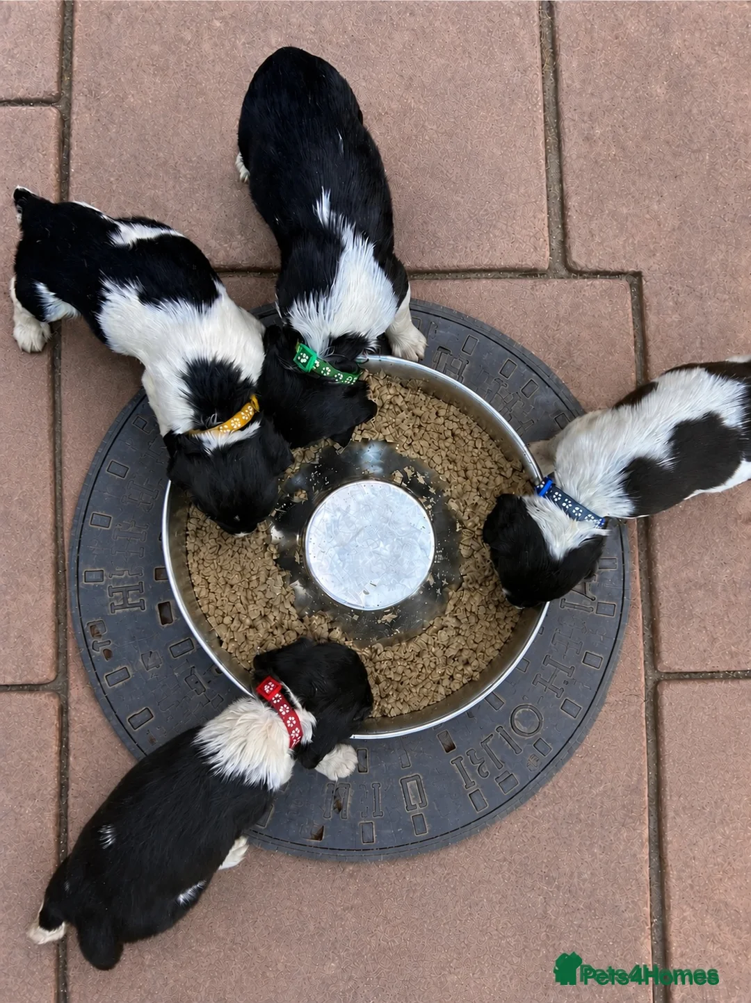 English Springer Spaniel dogs for sale: READY from 17th July KC ESS heavily coloured pups  - Advert 2